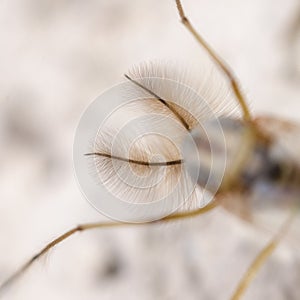 Hairy little brown bug