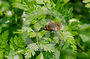 Hairy little brown bug