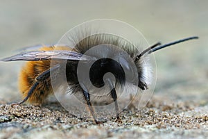 Hairy male horned mason orchard bee (Osmia cornuta) in the garden