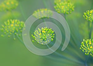 Hairy Meadow Parsnip