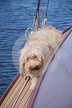 A hairy, messy apricot sandy cockapoo dog on the deck of a boat