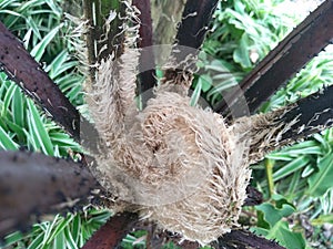 hairy monkey fern flower