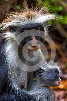 An hairy monkey and her puppy in africa zanzibar