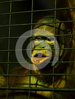 Hairy monkey in low light zoo inside a metal cage try to express and communicate