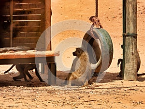 Hairy monkey sitting near the tire swing