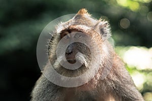 Hairy monkey in the zoo with bokeh background