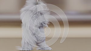 Hairy Monster Dancing clip, fur, full hair, snowman, 3d render