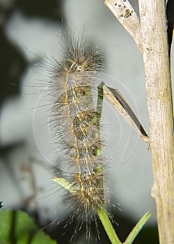 Hairy Moth Caterpillar on Green Plant
