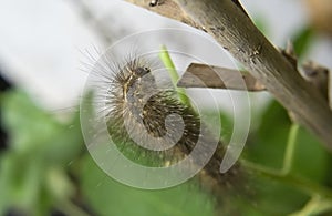 Hairy Moth Caterpillar on Green Plant A Macro Shot