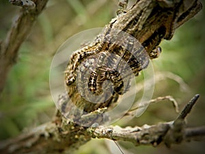 Hairy Moth Caterpillars1