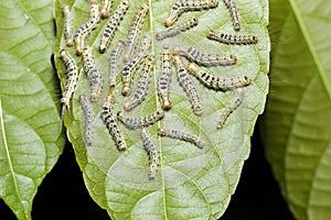 Hairy moth Selepa celtis on leaf