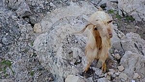 Hairy Mountain Goat