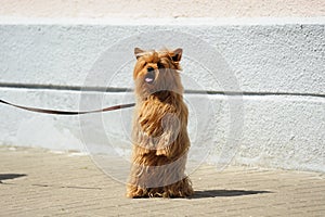 Hairy mug dog on leash standing on hind legs