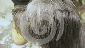Hairy muzzle of cute Skye Terrier dog looking around, pet grooming services
