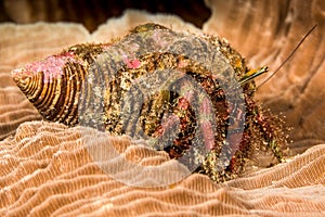 hairy netted hermit crab