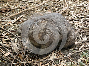 Hairy Nose Wombat