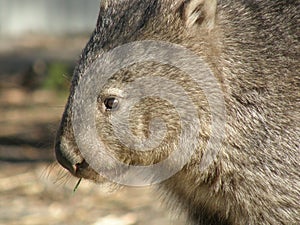 Hairy Nose Wombat