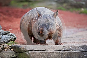 Hairy nosed wombat