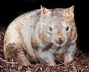 Hairy nosed wombat