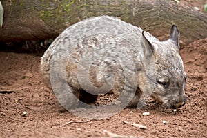 Hairy nosed wombat in sand