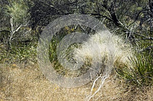 Hairy panic or tumbleweed seen on the Gnamma Trail, Hyden, WA, Australia