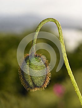 Hairy papaver poppy bud hanging in a garden