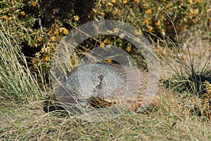 Hairy , Patagonia , Argentina