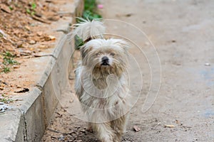 A hairy Pekingese puppy dog walking in the street in Shenzhen, China