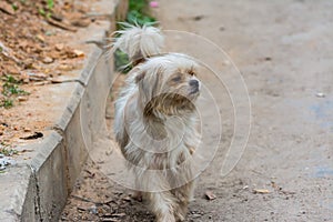 A hairy Pekingese puppy dog walking in the street in Shenzhen, China