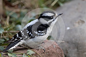 Hairy Perched on Stone