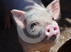 Hairy Pig With a Pink Snout and Wirey Hair