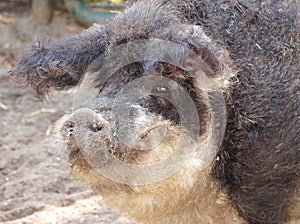 hairy pig in wildlife