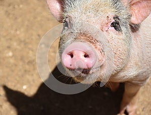 Hairy Pink Pig with Pink Ears and a Pink Snout