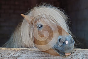 Hairy pony