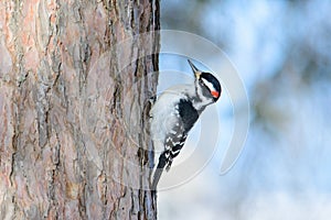 Hairy or possibly downy woodpecker on trunk of tree with a beautiful blurry winter sky bokeh behind bird - taken near the Sax-Zi