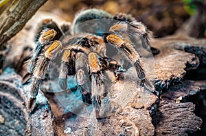 Hairy predatory mexican redknee tarantula on the stone