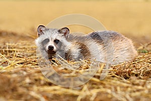 Hairy raccoon doggy