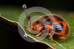 A hairy red beetle