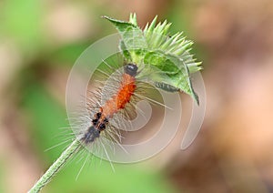 Hairy red caterpillar with black head and tail on a branch.