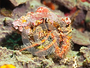 Hairy red hermit crab