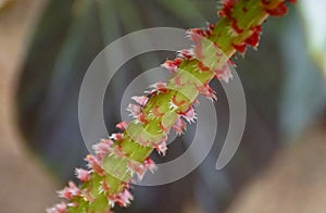 The hairy red stem of Rhizomatous Begonia plant photo