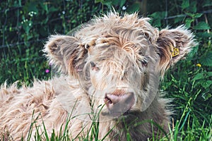Hairy Scottish Highland cow calf