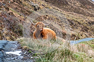 Hairy Scottish Highlander - Highland cattle - next to the road, Isle of Skye