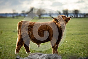 Hairy scottish yak on green field, Pakri islands, Estonia