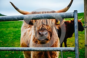 Hairy Scottish Yak, Isle of Skye