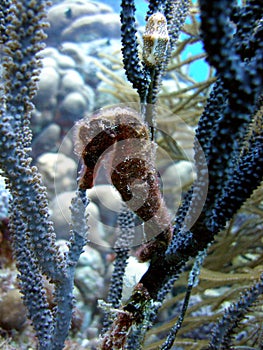 Hairy Sea Horse