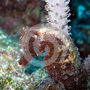 Hairy Sea Horse