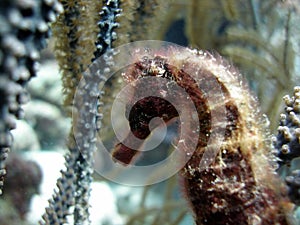 Hairy Sea Horse