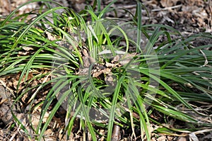 Hairy sedge Carex pilosa grows in the forest