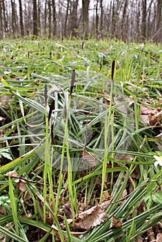 Hairy sedge (Carex pilosa) grows in the forest